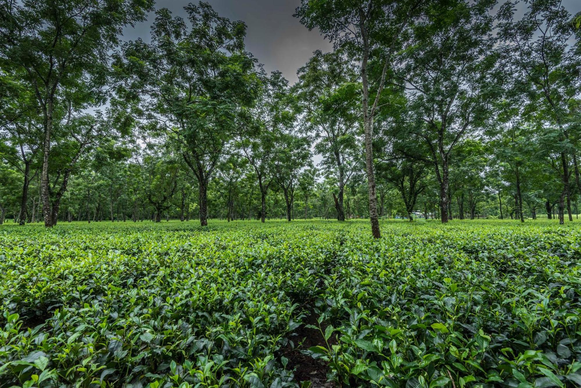 מלון Chālsa Tusker Tea County מראה חיצוני תמונה